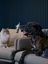 Andre Agassi’s dog and cat sitting on a sofa, with the dog playfully speaking into a microphone during the SILVERCREST Petcast recording.