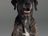 Large dog posing in the studio as part of the SILVERCREST campaign.